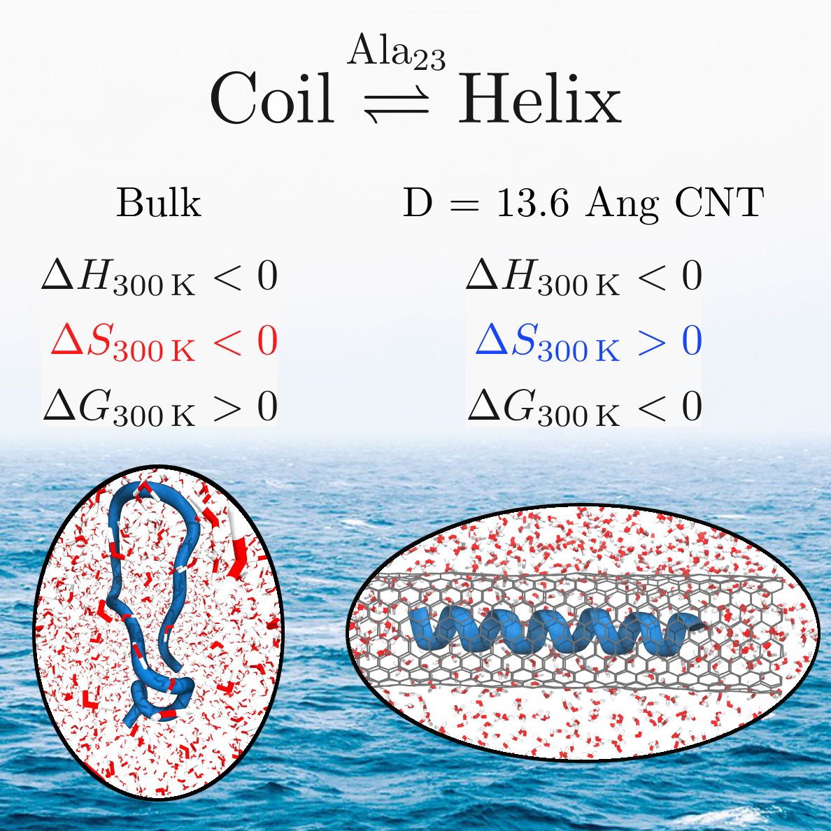 Thermodynamics of Helix−Coil Transitions of Polyalanine in Open Carbon Nanotubes